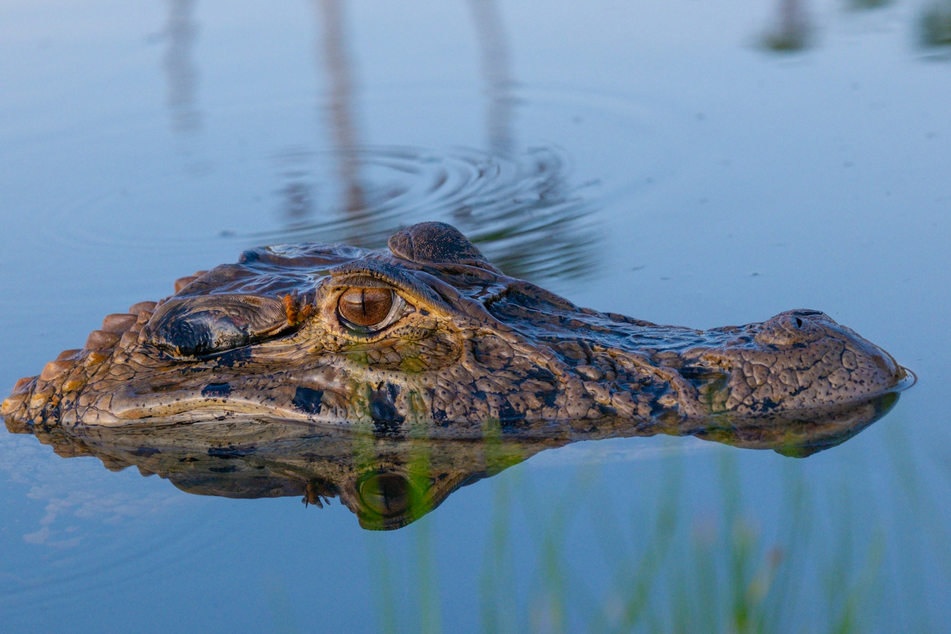 Why Intelligence Evolved as a Prediction Mechanism cover